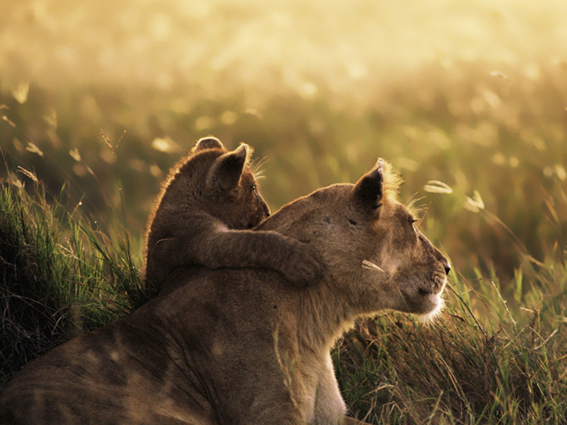 Namibia Safari Tours