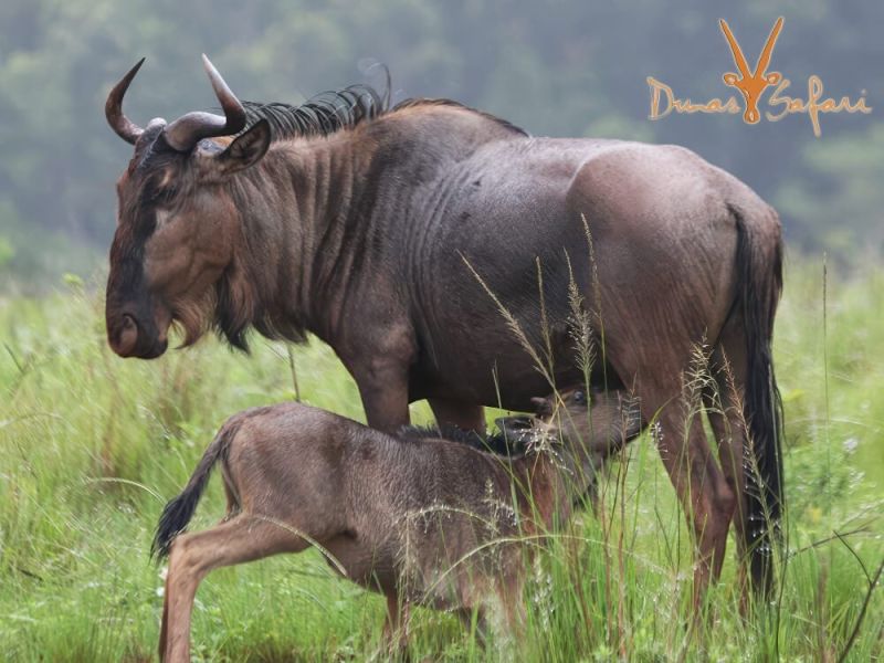 kruger-royal-02