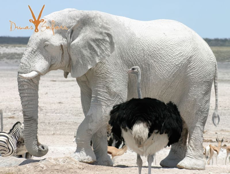 Etosha Caprivi Strip Explorer