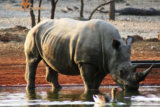 Dunas Safari Newsletter