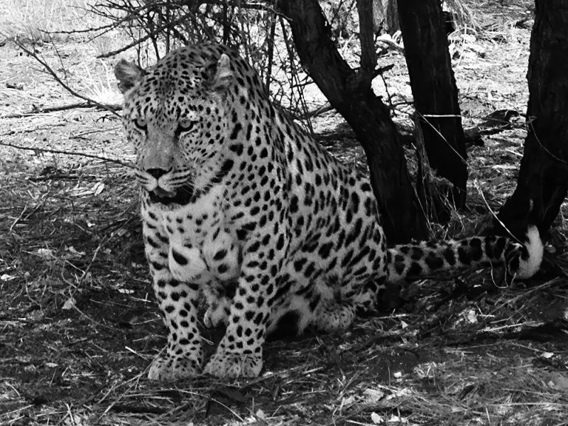 etosha-04