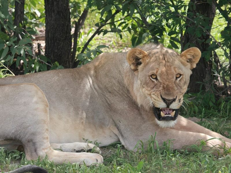 fly-safari-06