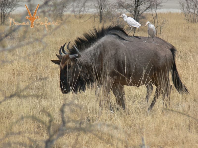 etosha-01